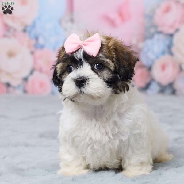 Millie, Teddy Bear Puppy